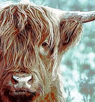 Schottischer Highlander