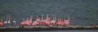 flamingo's 8 van Marloes van der Beek-Rietveld thumbnail