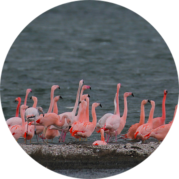 flamingo's 8 van Marloes van der Beek-Rietveld