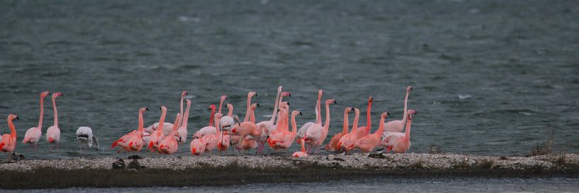 flamingo's 8 van Marloes van der Beek-Rietveld