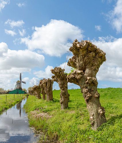 Paper producing windmill called The Schoolmaster, Westzaan, Noord-Holland, , Netherlands