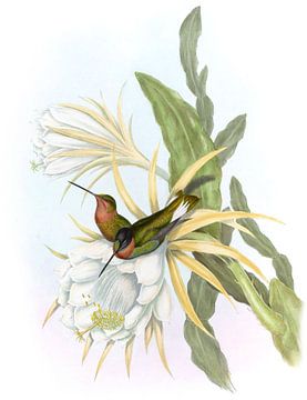 Inca, John Gould van Hummingbirds