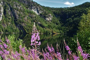 Blumen an den norwegischen Fjorden von Naomi Elshoff