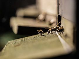 L'agitation des abeilles sur Larissa Geuke