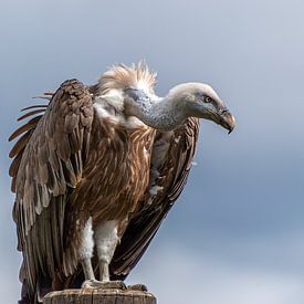 Vulture on a wooden post by Sándor Maszárik