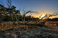 Lonely tree
