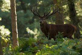 Rothirsch in der Waldlandschaft von Jeroen Stel