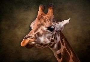 The giraffe by Bert Hooijer