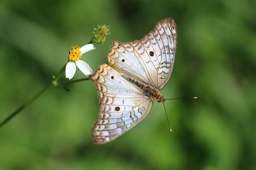 Schmetterling in Mexiko