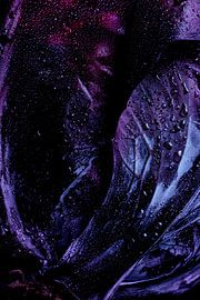 Détail du chou rouge sur Willy Sengers