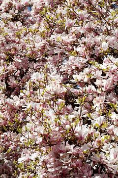 Roze magnoliabloemen op boomtakken, Duitsland van Torsten Krüger