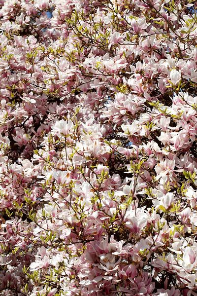 Pink magnolia flowers on tree branches ,Germany by Torsten Krüger