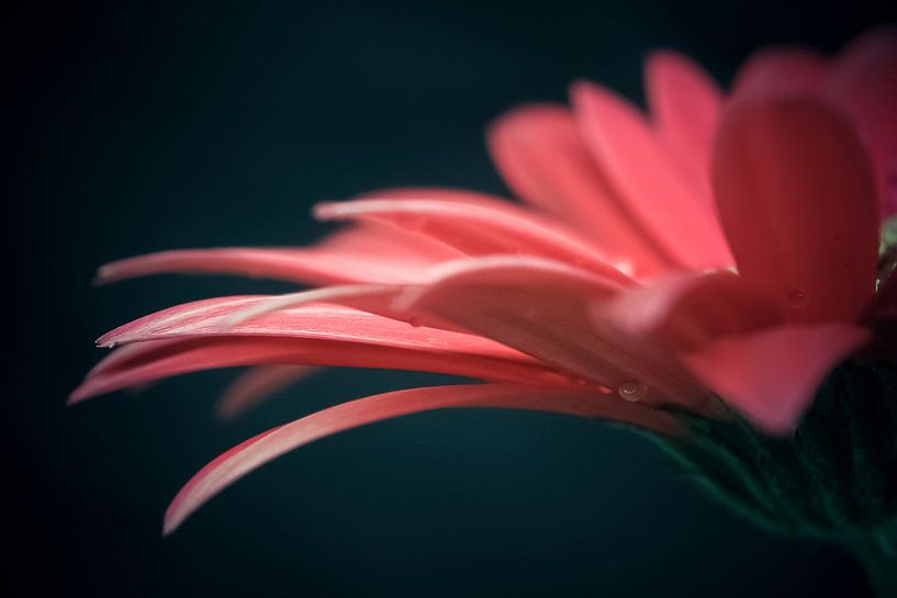 Gerbera nr. 1 van Adriano Oliveira