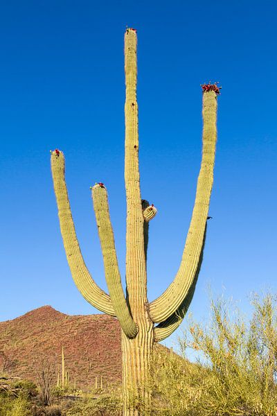 SAGUARO NATIONAL PARK Riesiger Saguaro Kaktus von Melanie Viola