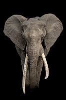 Portrait of a great tusker