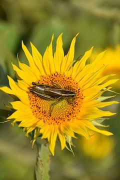 Ein Grashüpfer auf einer Sonnenblume