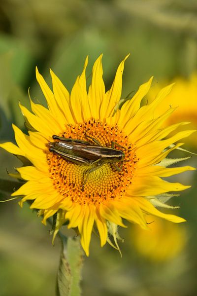 A grasshopper on a sunflower by Claude Laprise