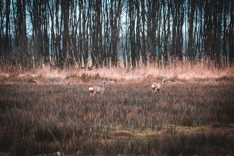Reees by Steven Luchtmeijer