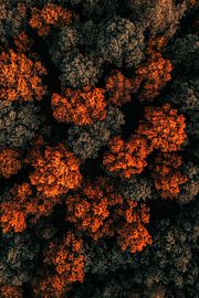 Herbstliche Baumkrone von Poster Art Shop