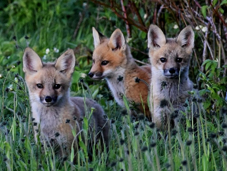 Jonge vossen in een veld in het voorjaar von Claude Laprise