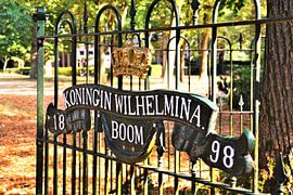 Koningin Wilhelmina Boom in Muiderberg by David van Coowijk