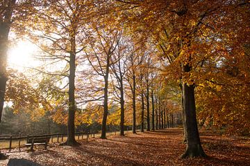 Forêt orange sur Renate Weekhout