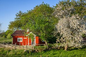 Rote Hütte mit blühendem Apfelbaum