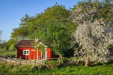 Rode hut met bloeiende appelboom
