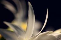 Witte bloem