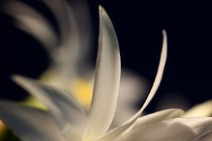 Witte bloem van Roswitha Lorz