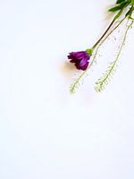 Still life, a purple flower