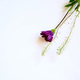 Stilleven, een paarse bloem van Jan Diepeveen