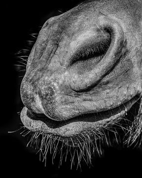 Paardenbek in zwart-wit en close up von Harrie Muis