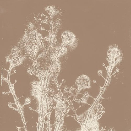 Zomerbloemen. Japandi botanische kunst in bruin en wit.