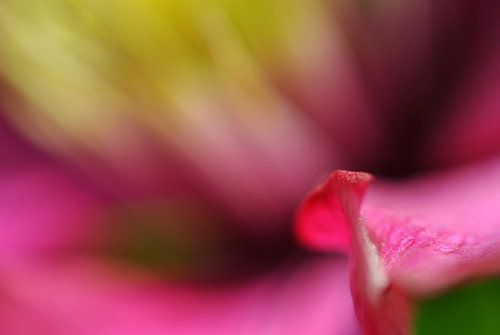 Detail einer Clematis