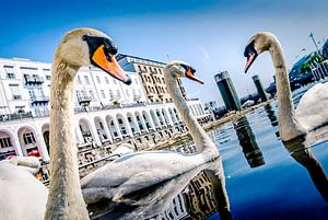 Hamburg Fotografie - Die Alster Schwäne auf der Hamburger Binnenalster