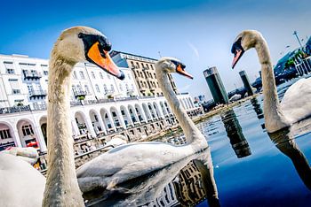 Hamburg Fotografie - Die Alster Schwäne auf der Hamburger Binnenalster