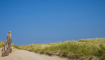 Zomer in de duinen met blauwe lucht aan de kust Zeeland van Wildlife Designs