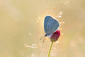 Pimpernel blue on Large Pimpernel flower. by Frans Lemmens