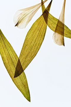 Alstroemeria - The fingerprint of leaves van Christine de Vogel