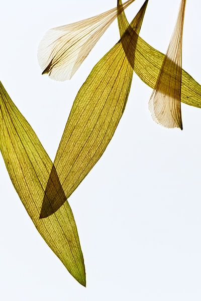 Alstroemeria - The fingerprint of leaves by Christine de Vogel