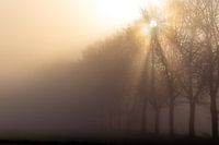 Sun through the trees on a foggy morning