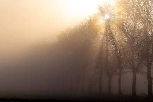 Sun through the trees on a foggy morning