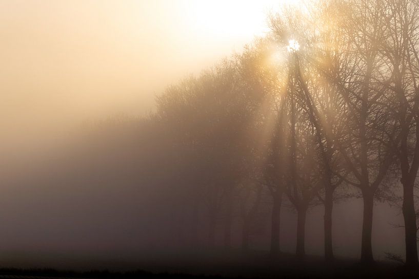 Sun through the trees on a foggy morning by Mariska Knol