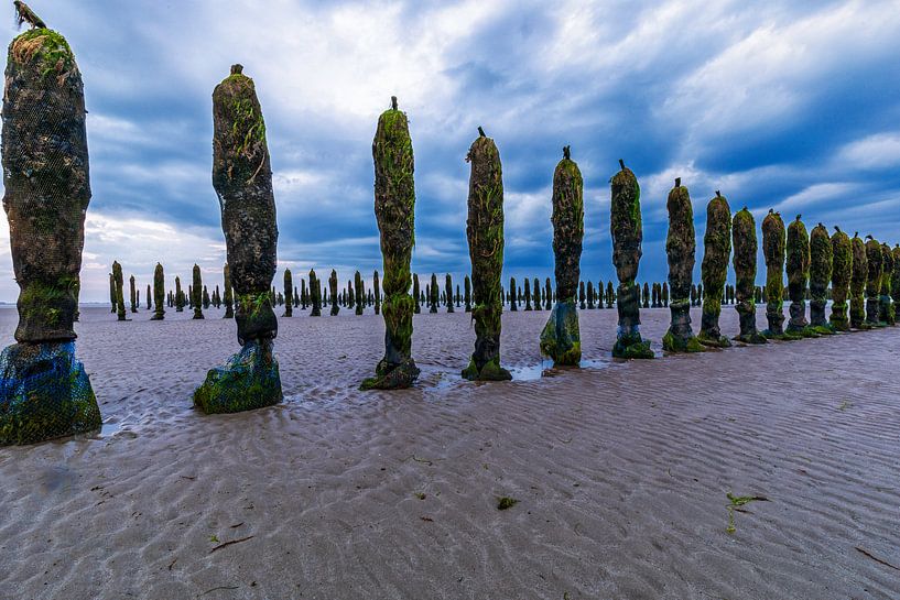 Mussel Bank by Angelique Niehorster