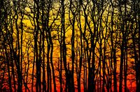 Abstract savings forest sunset