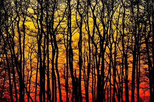 Abstract savings forest sunset