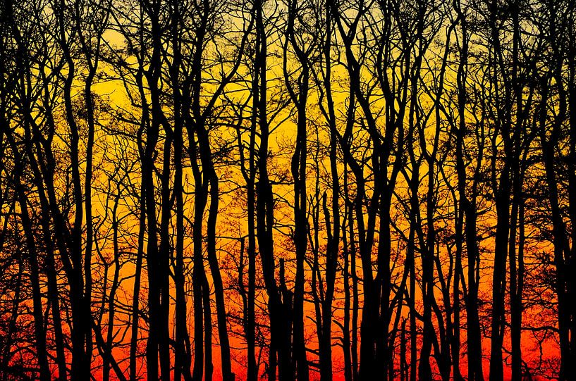 Abstract savings forest sunset by Harro Schuringa
