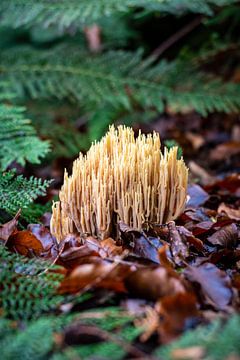 Beautiful coral mushroom between ferns and leaves