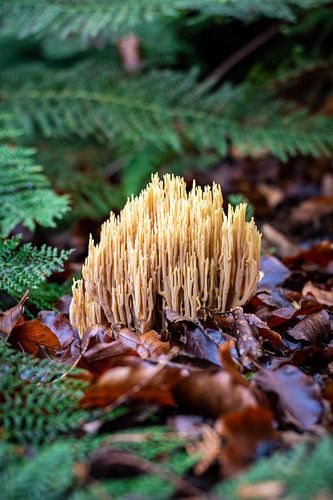 Schöner Korallenpilz zwischen Farnen und Blättern